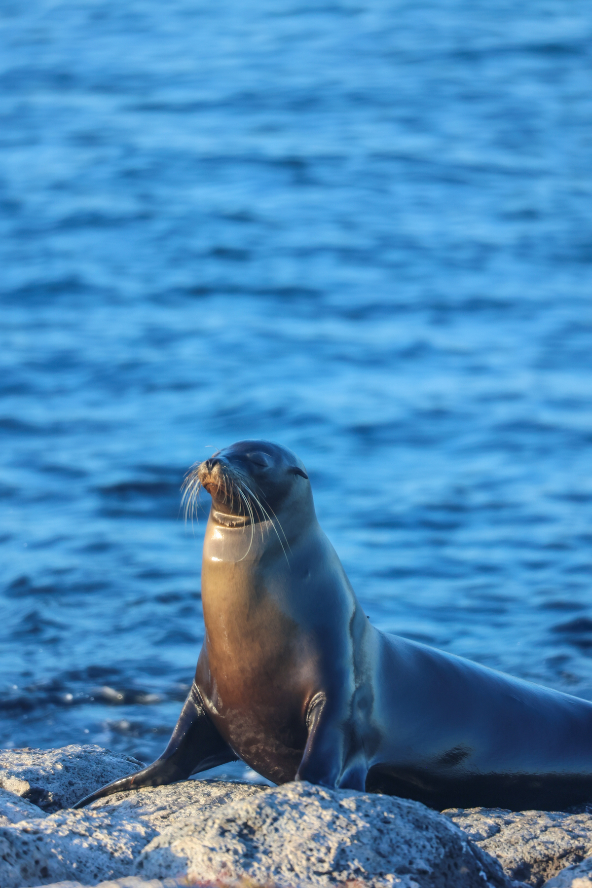 galapagos islands