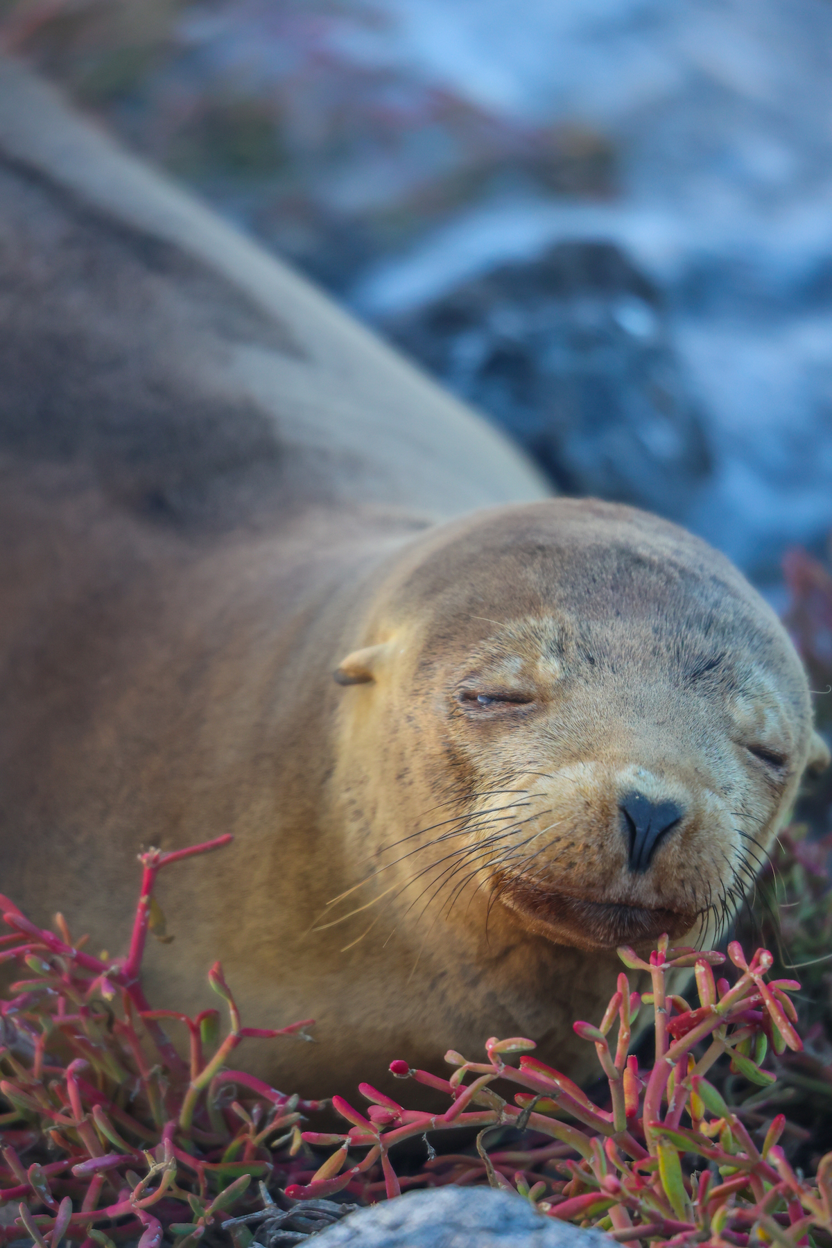 galapagos islands