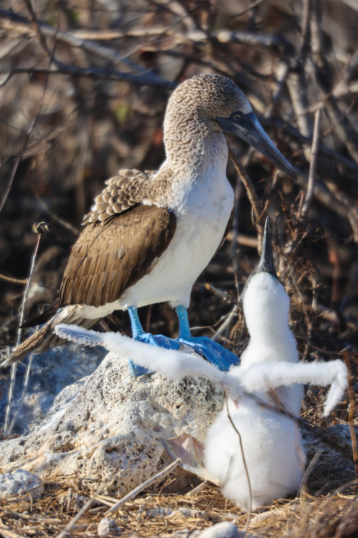 galapagos islands