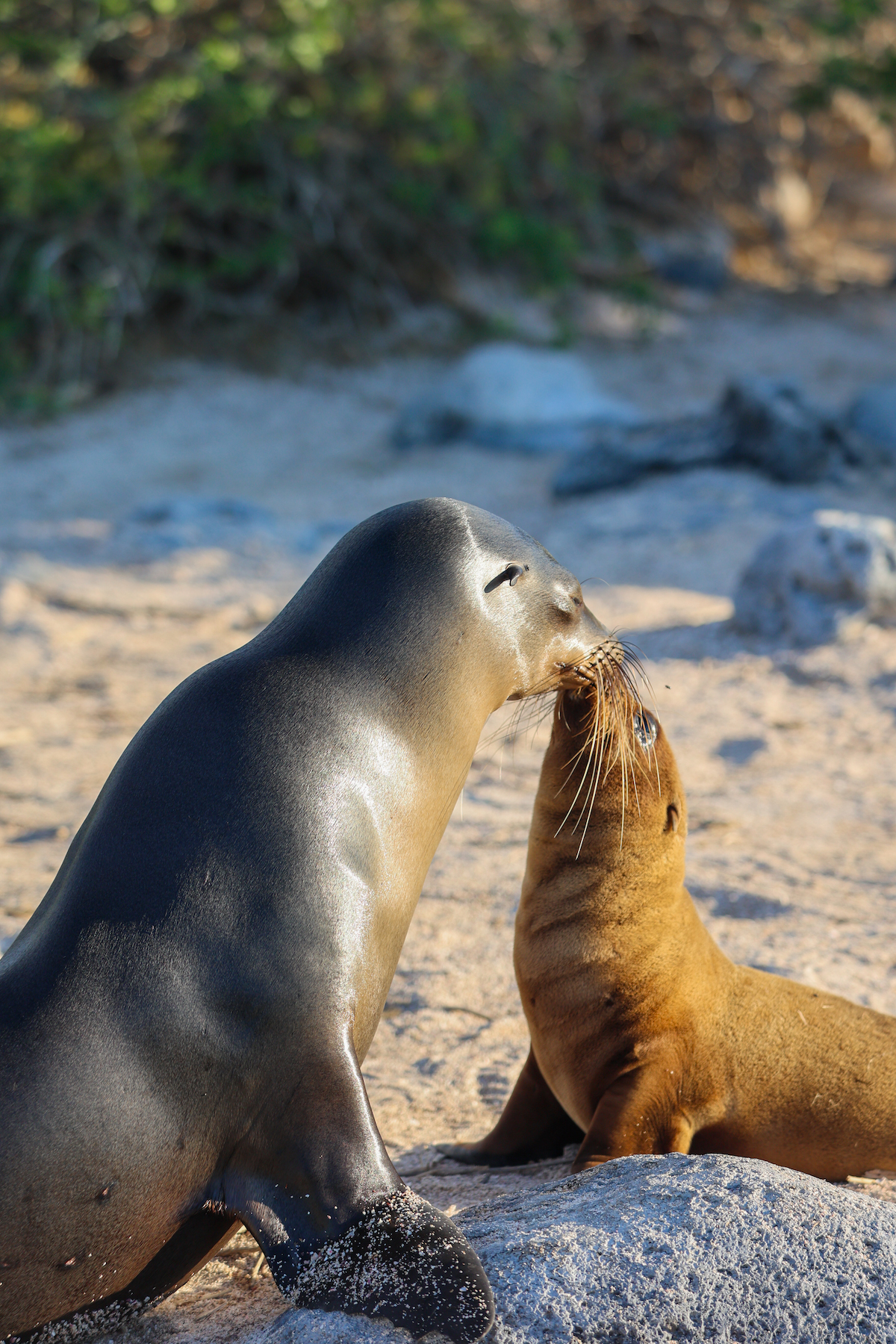 galapagos islands