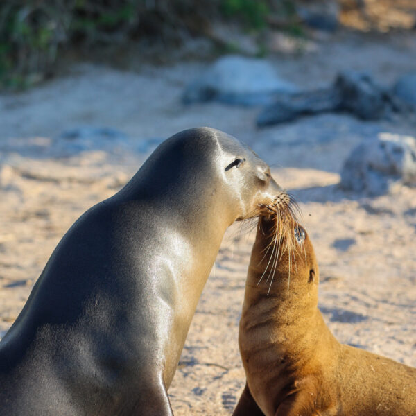 galapagos islands